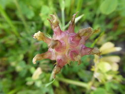 Image de Trifolium fucatum Lindl.