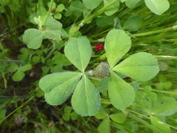 Image of crimson clover