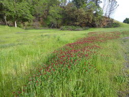 Image of crimson clover