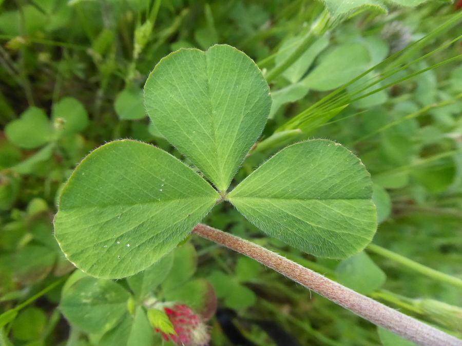 Image of crimson clover