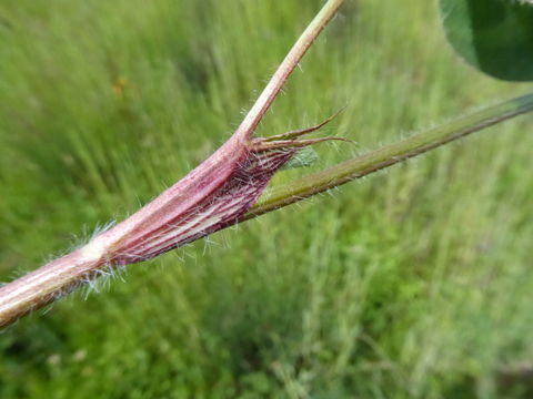 Image of Red Clover