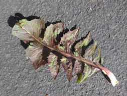 Image of chicory