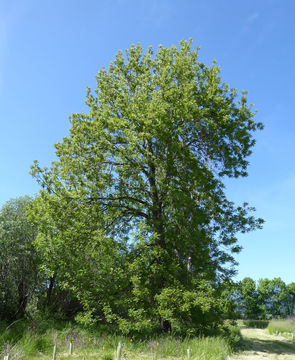 Слика од Juglans hindsii (Jeps.) Jeps. ex R. E. Smith