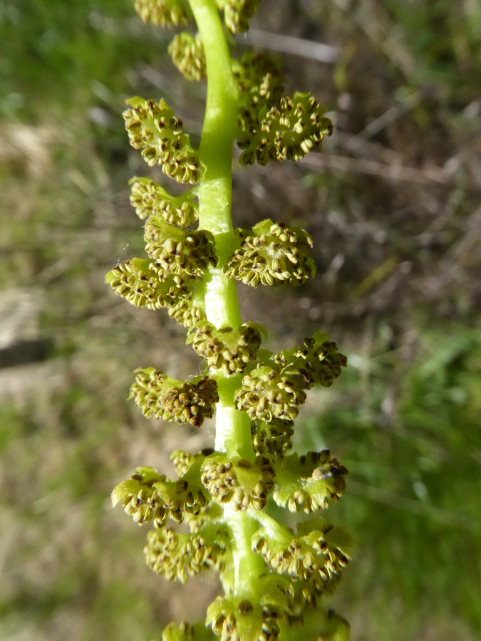 Image of Northern California walnut