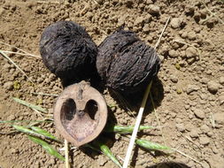 Image of Northern California walnut