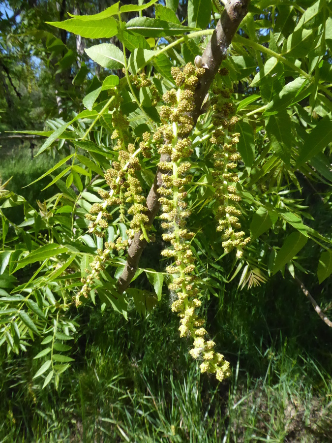 Image of Northern California walnut