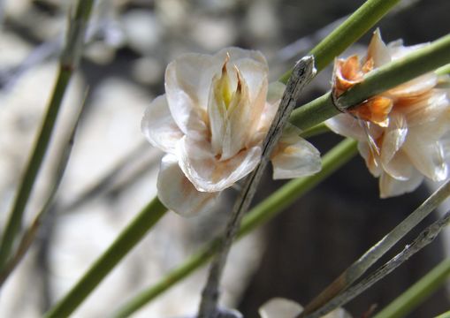 Image of American Ephedra