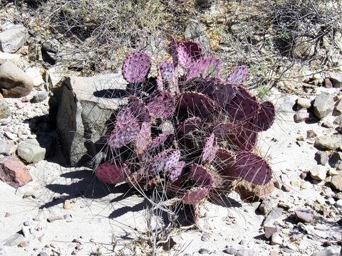 Image of Black-spined pricklypear