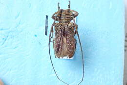 Image of Twig Girdling Beetles