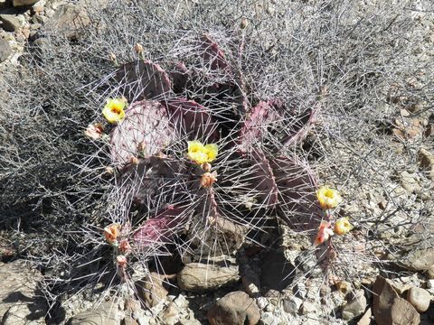 Image of Black-spined pricklypear