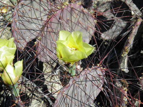 Image of Black-spined pricklypear