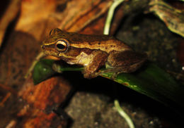 Image of Dendropsophus praestans (Duellman & Trueb 1983)