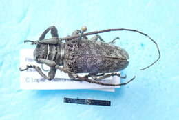 Image of Twig Girdling Beetles