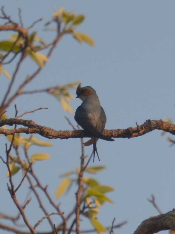 Image of Grey-rumped Treeswift