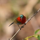 Image of Aethopyga Sunbirds