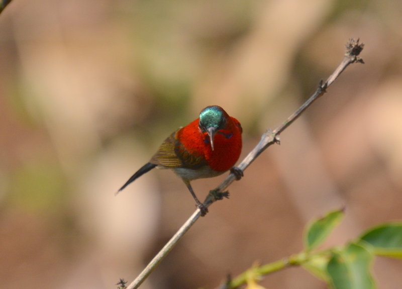 Image of Crimson Sunbird