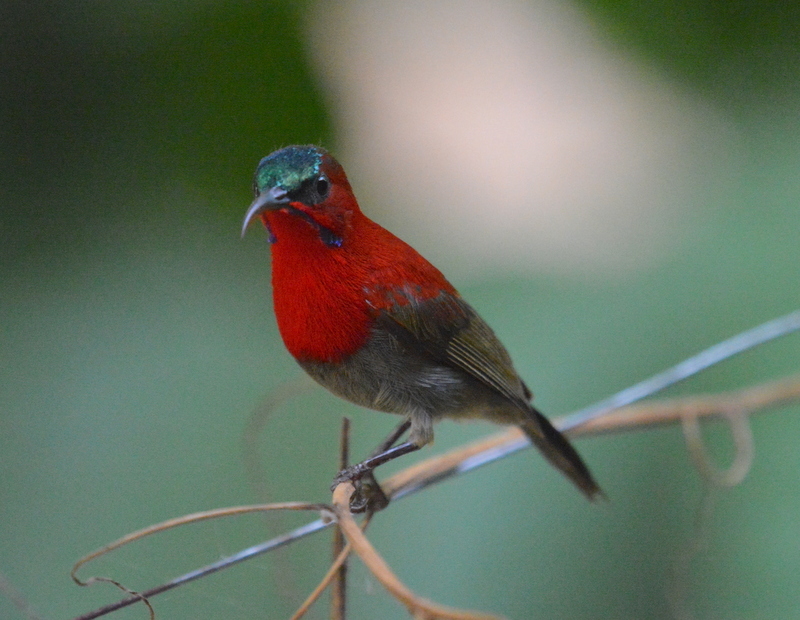 Image of Crimson Sunbird