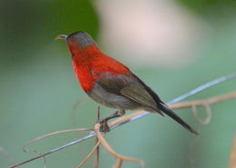 Image of Crimson Sunbird