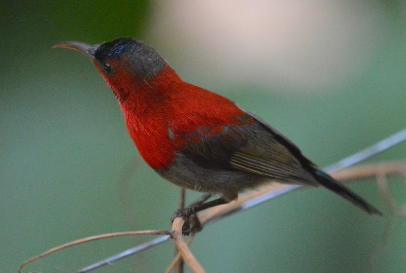 Image of Crimson Sunbird