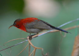 Image of Crimson Sunbird