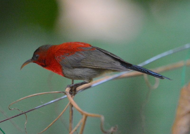 Image of Crimson Sunbird