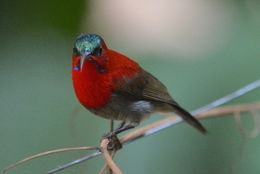 Image of Crimson Sunbird