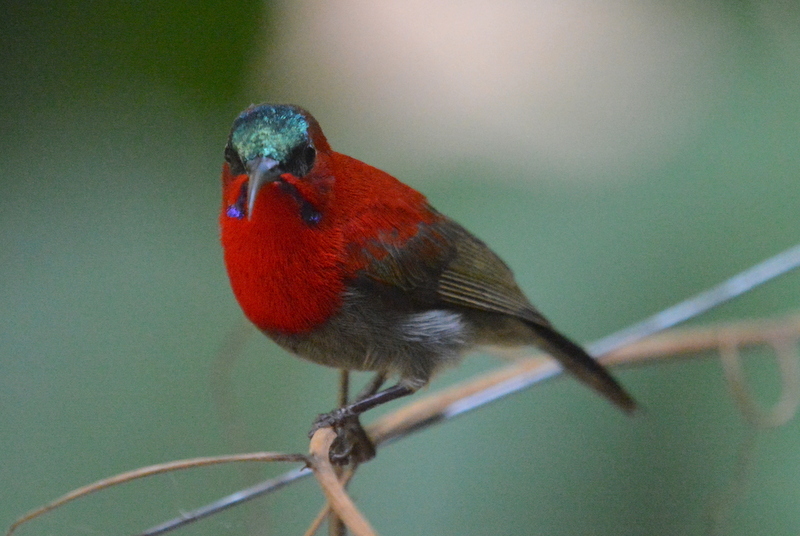 Image of Crimson Sunbird