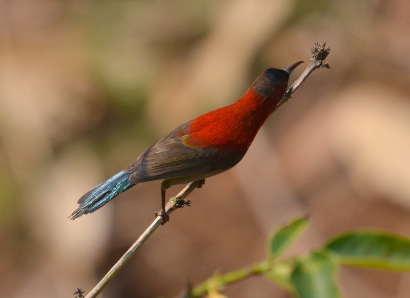 Image of Crimson Sunbird