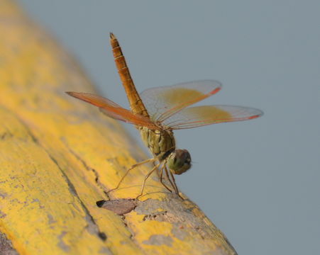 Image of Ditch Jewel