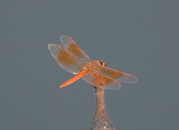 Слика од Brachythemis contaminata (Fabricius 1793)