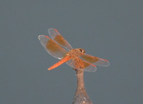 صورة Brachythemis contaminata (Fabricius 1793)