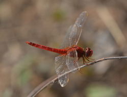 Image of Oriental Scarlet