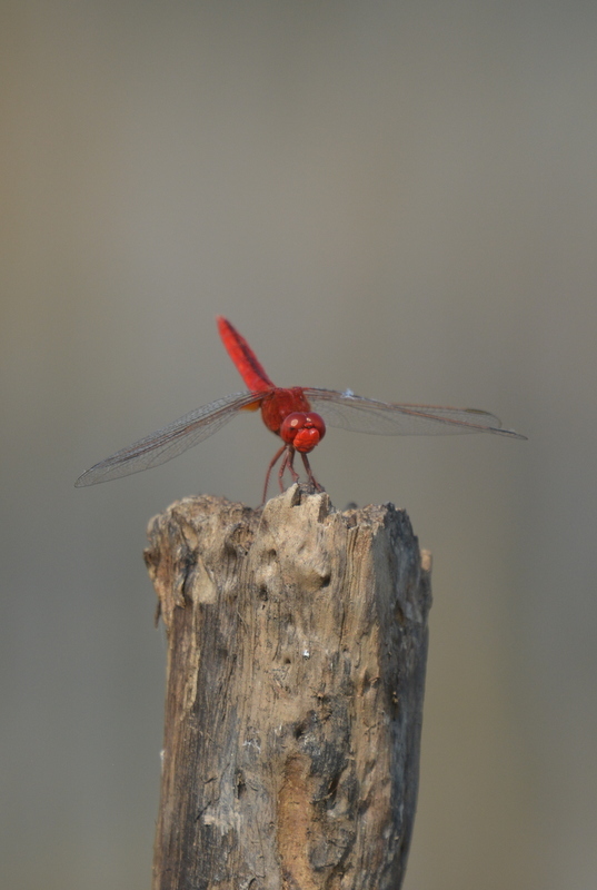 Image of Oriental Scarlet