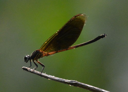 Image of Dysphaea gloriosa Fraser 1938