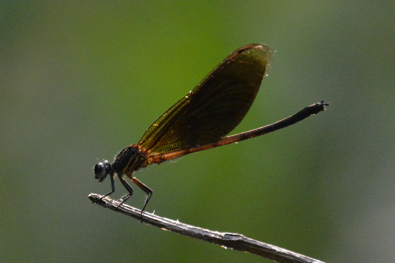 Image of Dysphaea gloriosa Fraser 1938