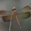 Image of Common Parasol