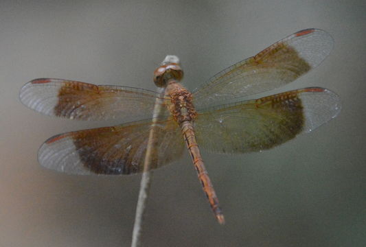 Image de Neurothemis fluctuans (Fabricius 1793)