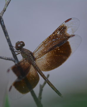 Image of Neurothemis fluctuans (Fabricius 1793)