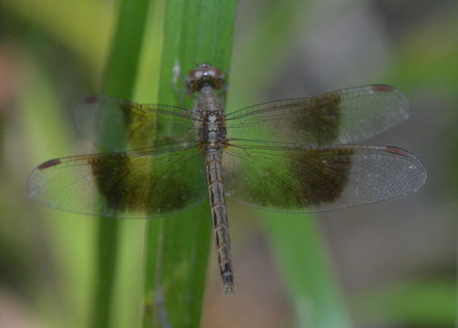 Image of Neurothemis fluctuans (Fabricius 1793)