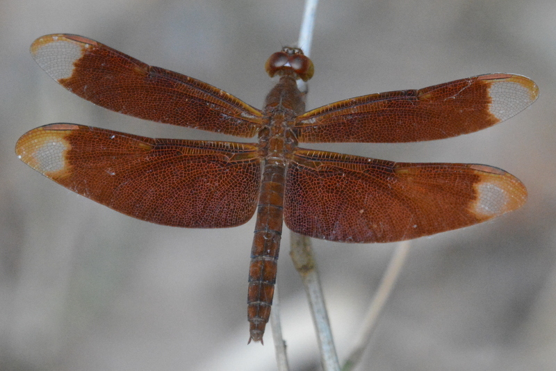 Image of Black Stream Glider