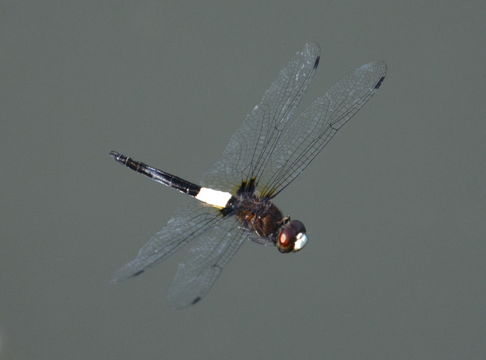 Image of Pseudothemis jorina Förster 1904