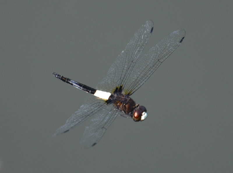 Imagem de Pseudothemis jorina Förster 1904