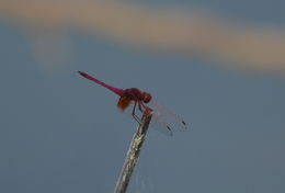 Image of Crimson Marsh Glider