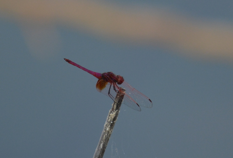 Image of Crimson Marsh Glider