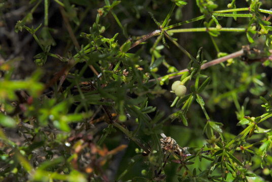 Image of graceful bedstraw