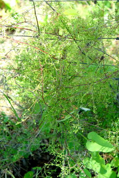 Image of graceful bedstraw