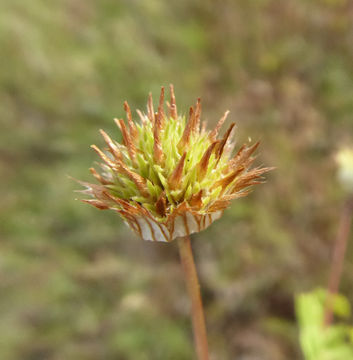 Image of thimble clover