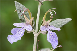 Image of shrubby germander