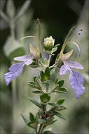 Image of shrubby germander