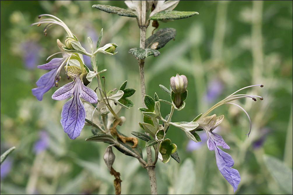 Image of shrubby germander